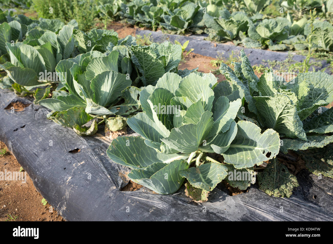 Cabbage growing in lines outdoor in plastic mulch. Stock Photo