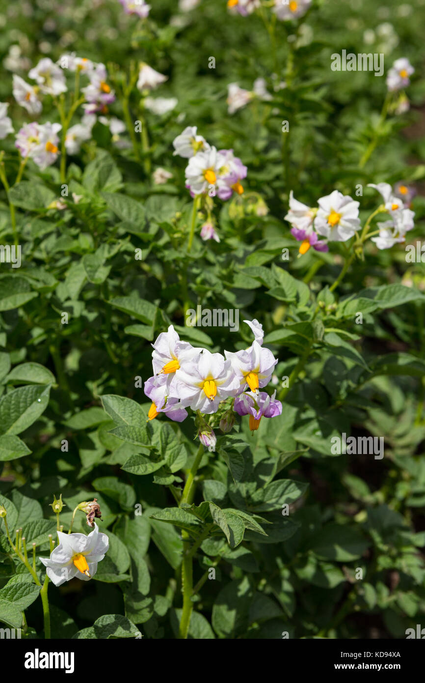 Flowers of the Potato plant - Solanum tuberosum. Stock Photo