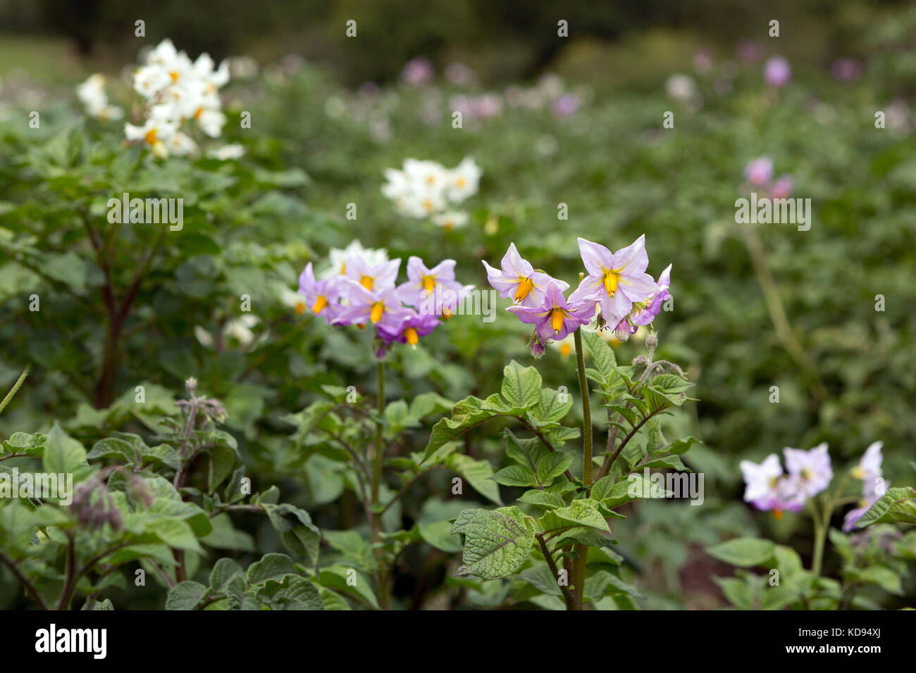 Flowers of the Potato plant - Solanum tuberosum. Stock Photo