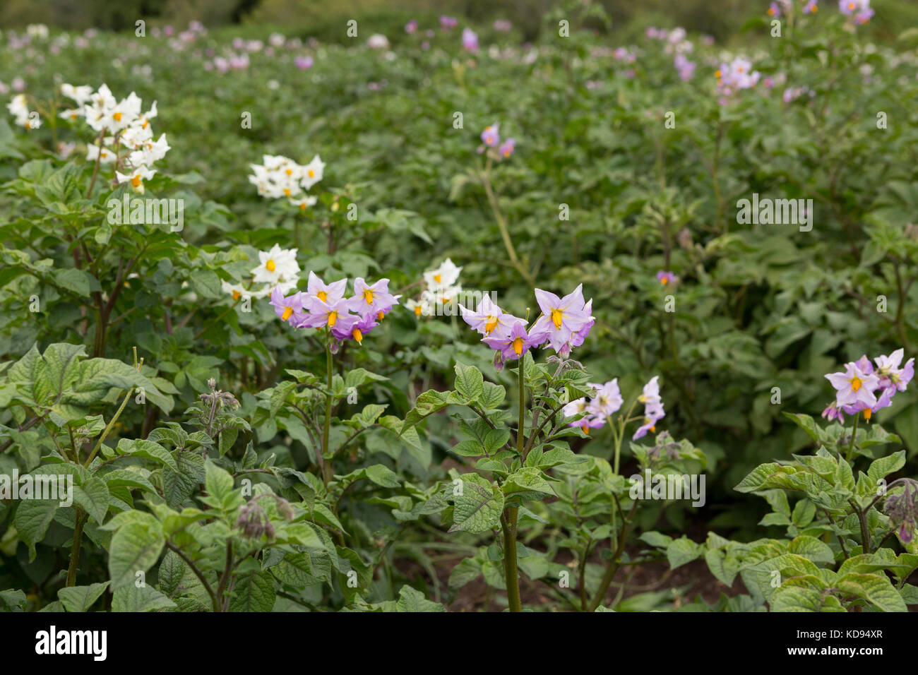 Flowering  Potato plants - Solanum tuberosum. Stock Photo