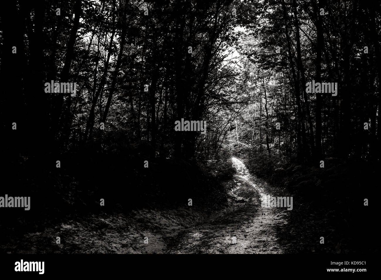 Illuminated path in a forest of the Italian Alps, unreal trail in black and white Stock Photo