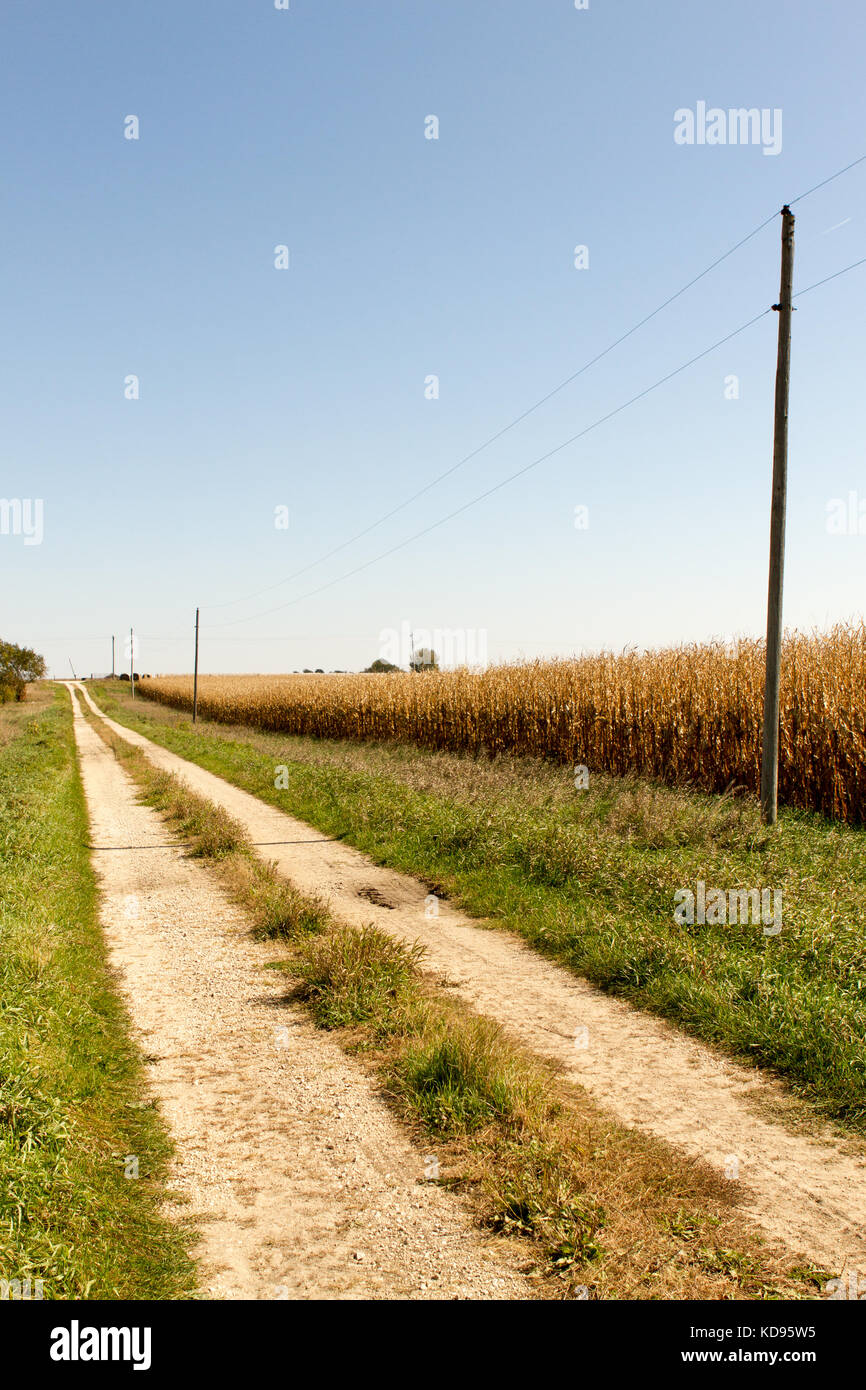 Single lane road through country with corn field on one side Stock Photo