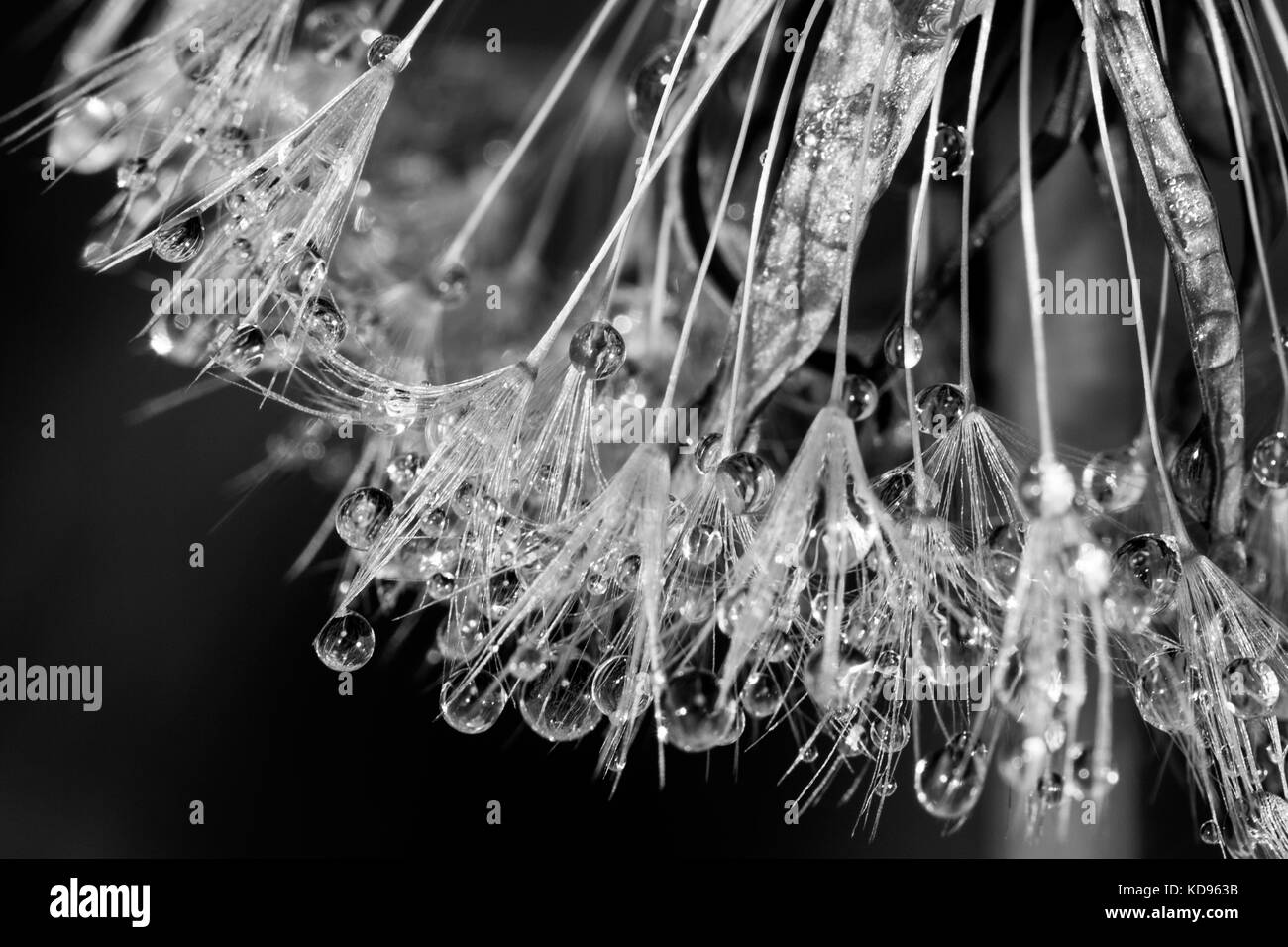 close up of dandelion with water drops Stock Photo - Alamy