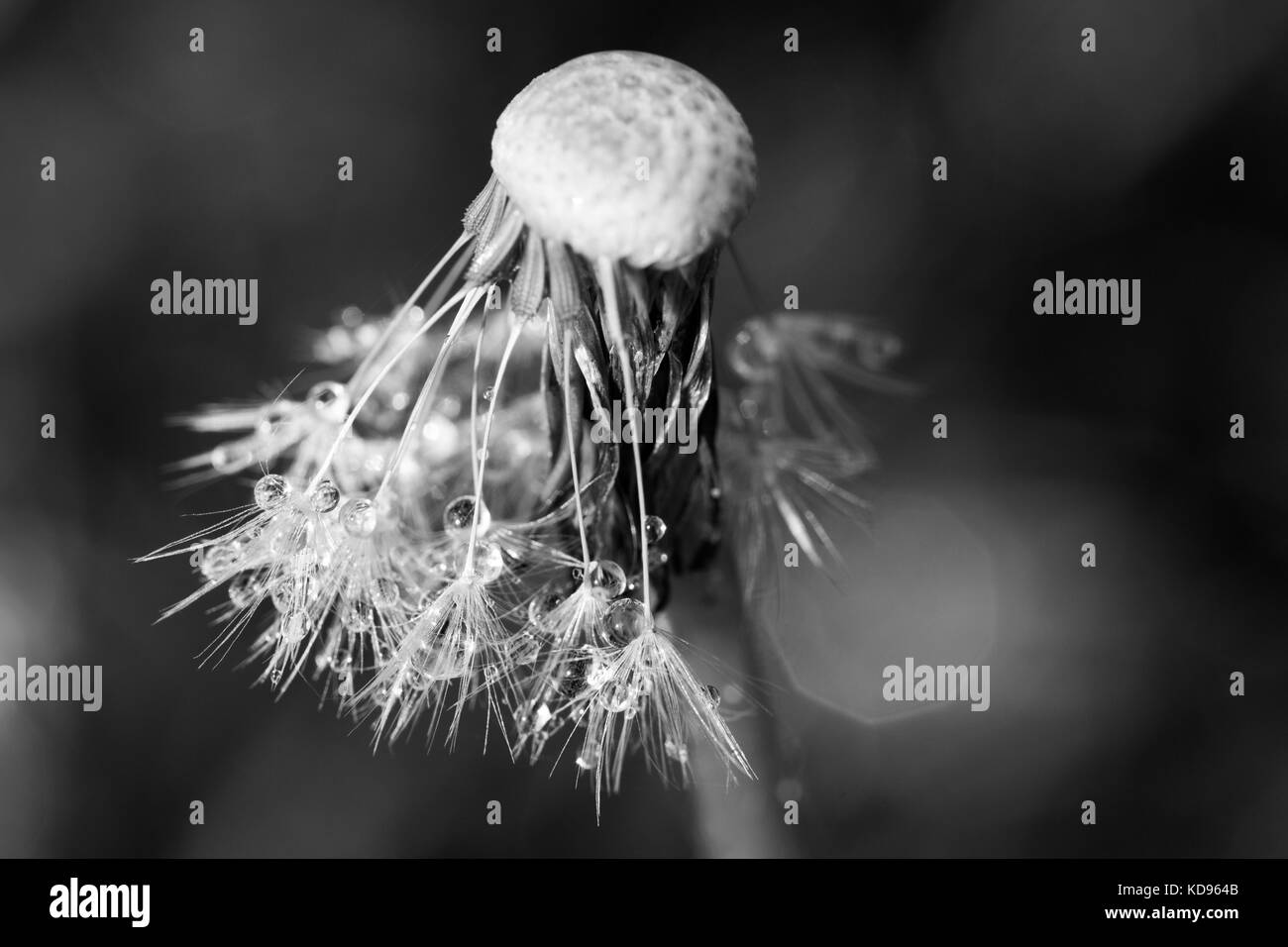 Pine tree in bloom Black and White Stock Photos & Images - Alamy