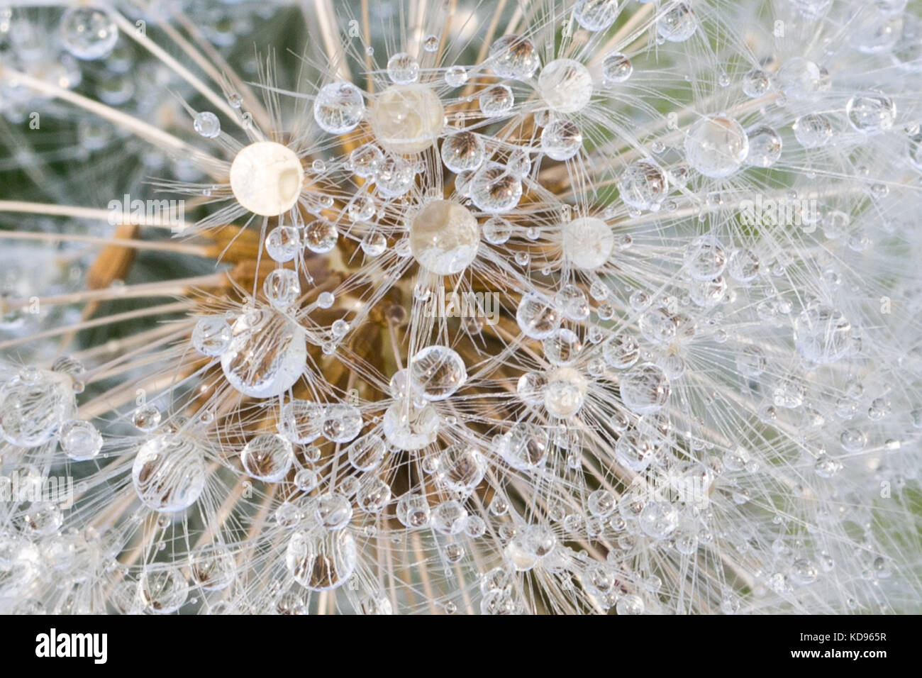 Water drop dandelion close up hi-res stock photography and images - Alamy