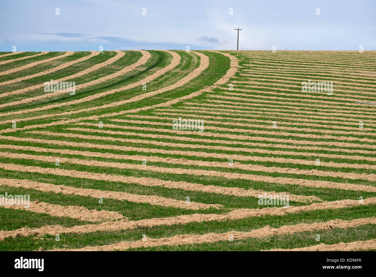 Harvest Patterns in Hay Fields near Bruneau Idaho Stock Photo