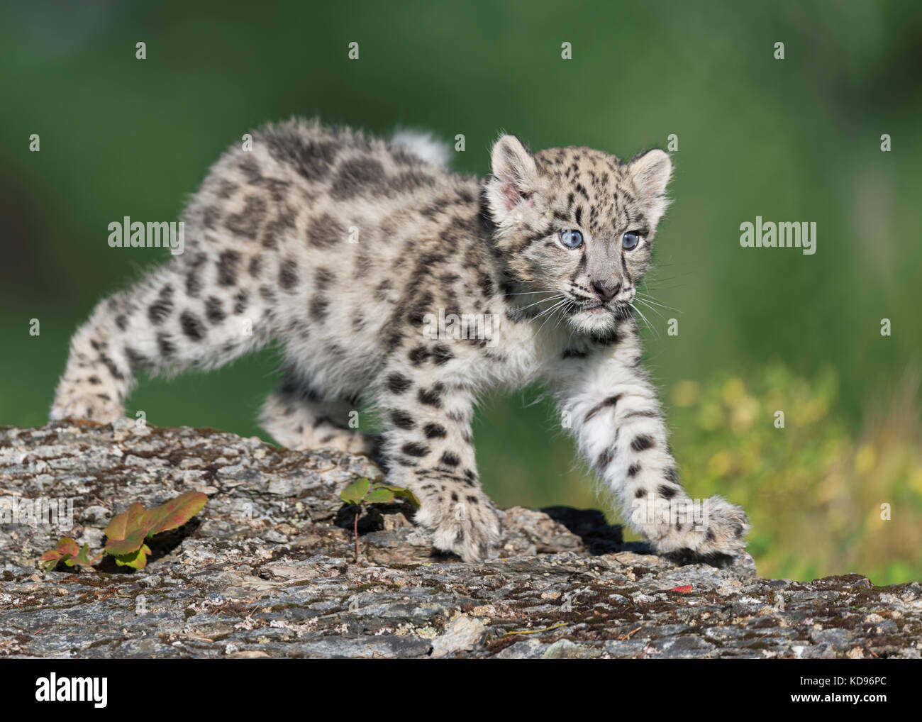 Single snow leopard cub prowling on rocky surface Stock Photo