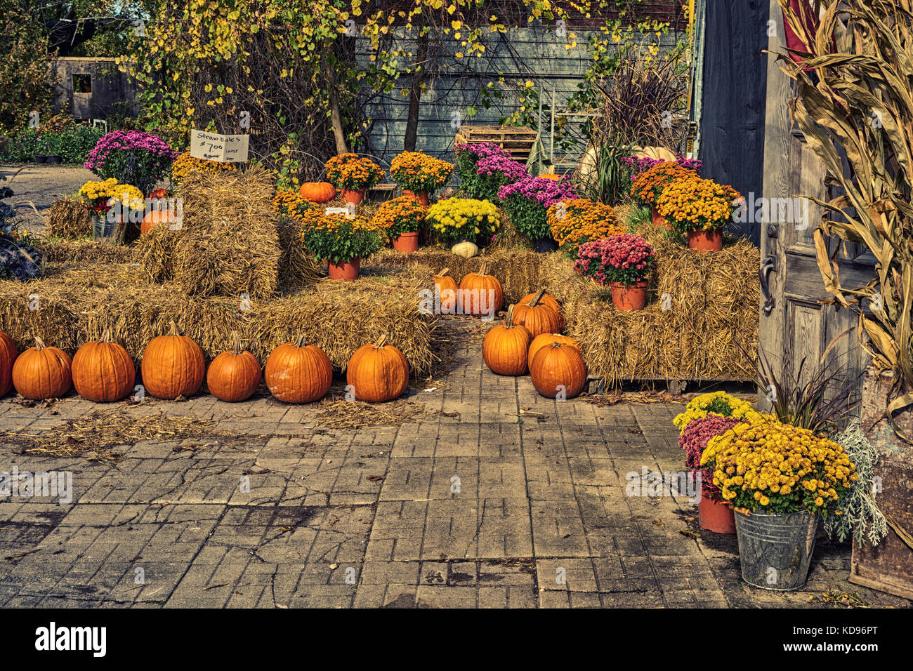Fall Pumpkin and flower display Stock Photo