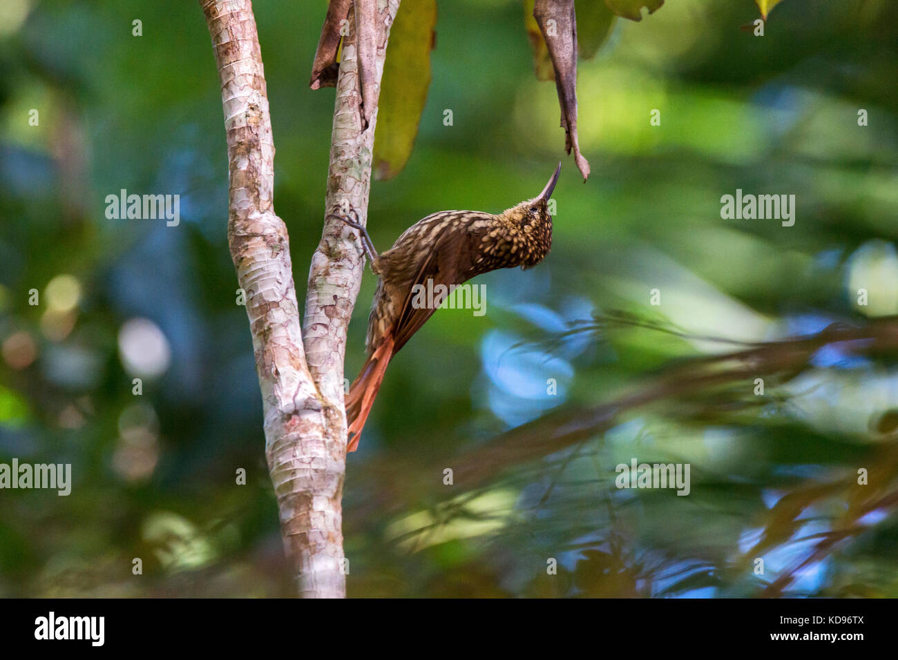 'Arapaçu-rajado (Xiphorhynchus fuscus) fotografado em Domingos Martins, Espírito Santo -  Sudeste do Brasil. Bioma Mata Atlântica. Registro feito em 2 Stock Photo