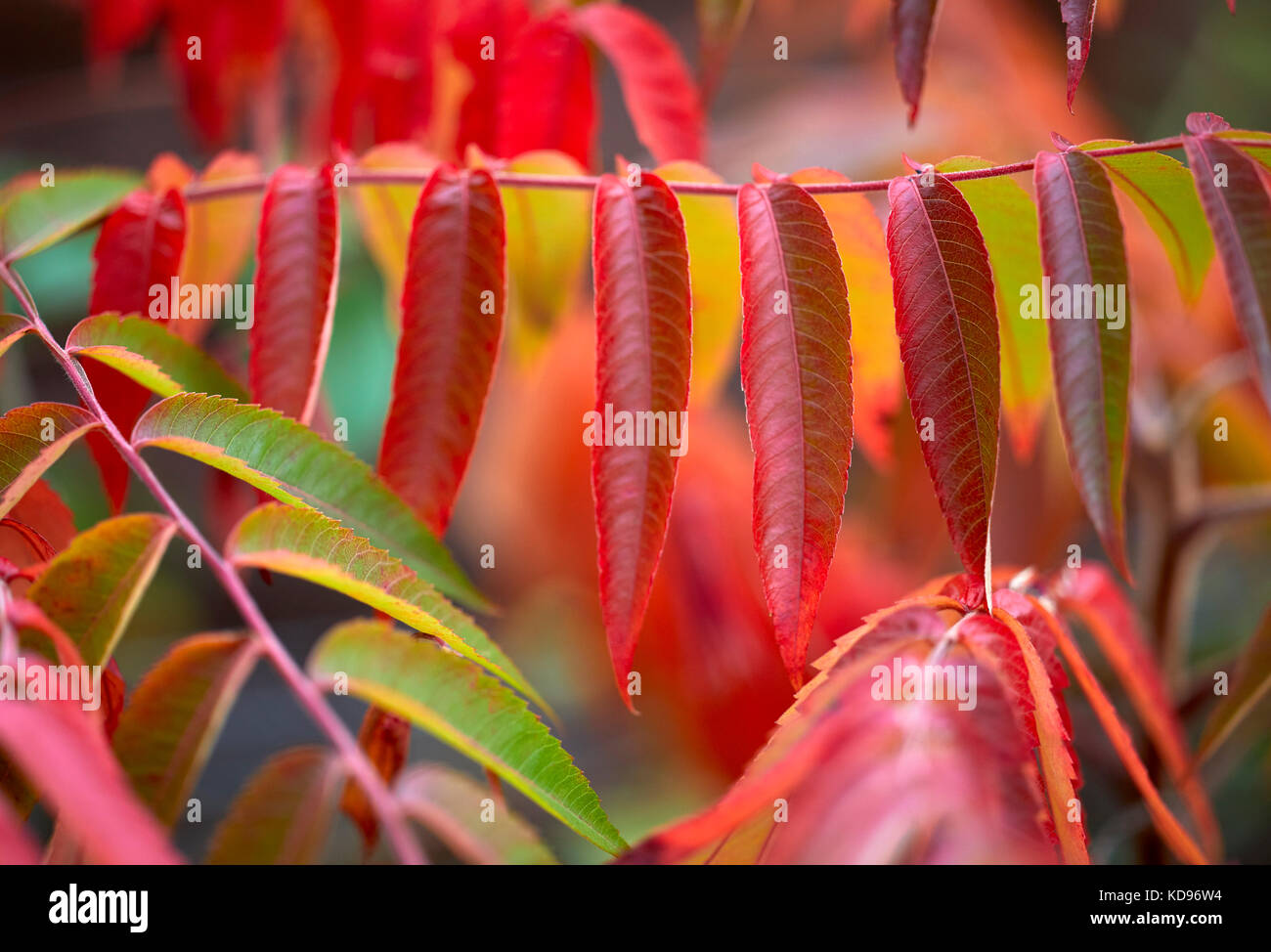 Small Sumac tree Stock Photo