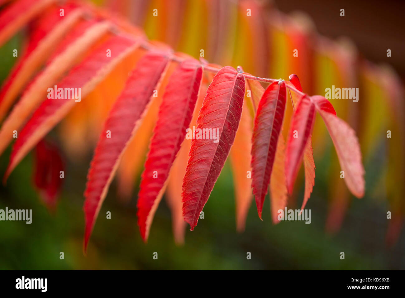 Small Sumac tree Stock Photo