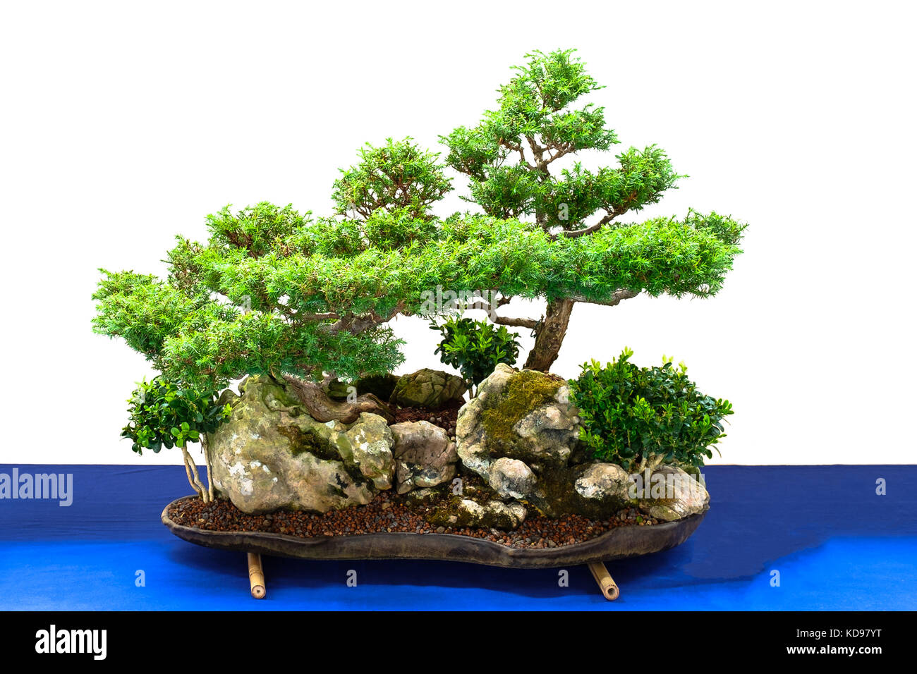 Bonsai landscape with cypress and boxwood trees over a rock Stock Photo