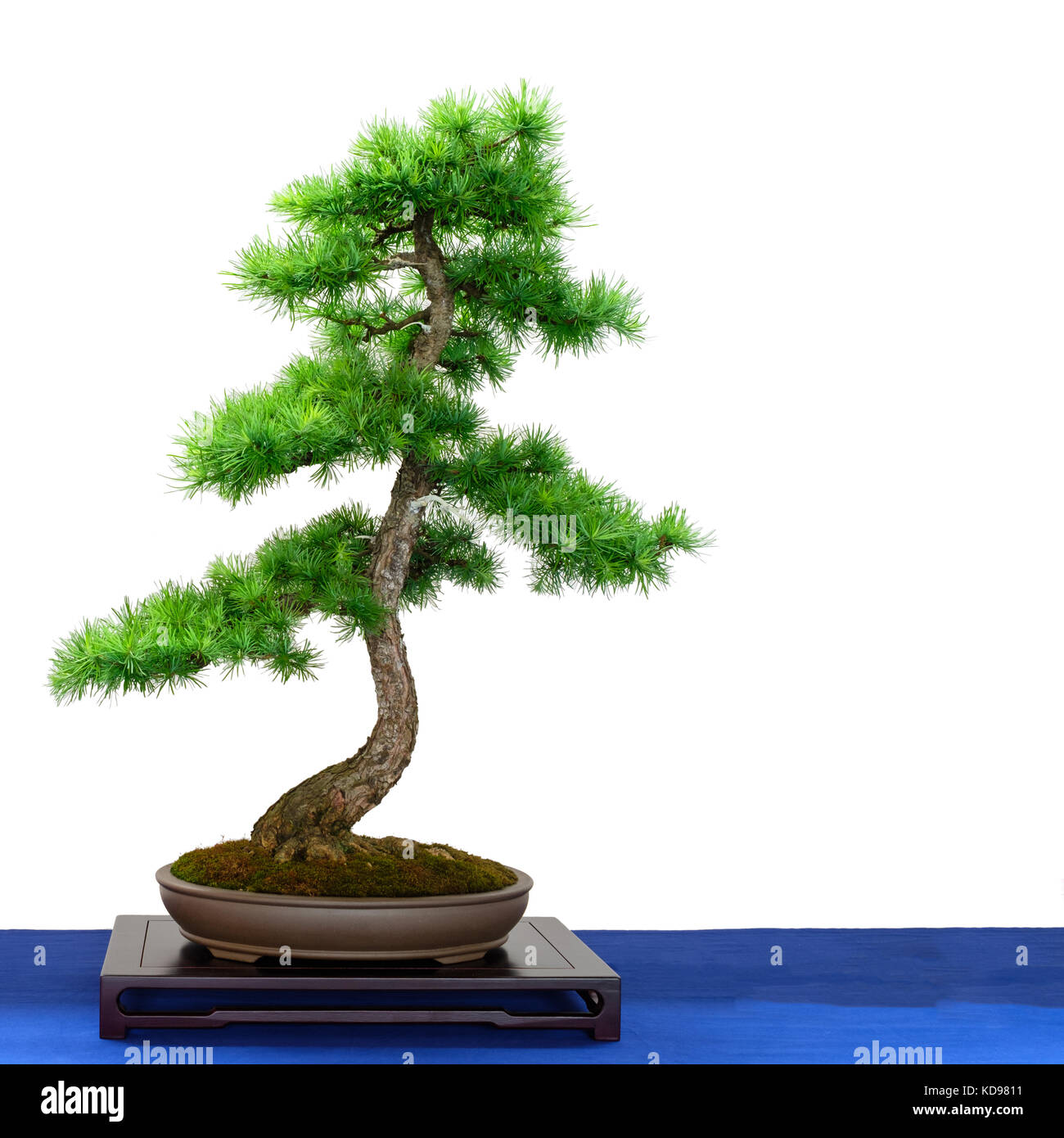 yixing bonsai 19