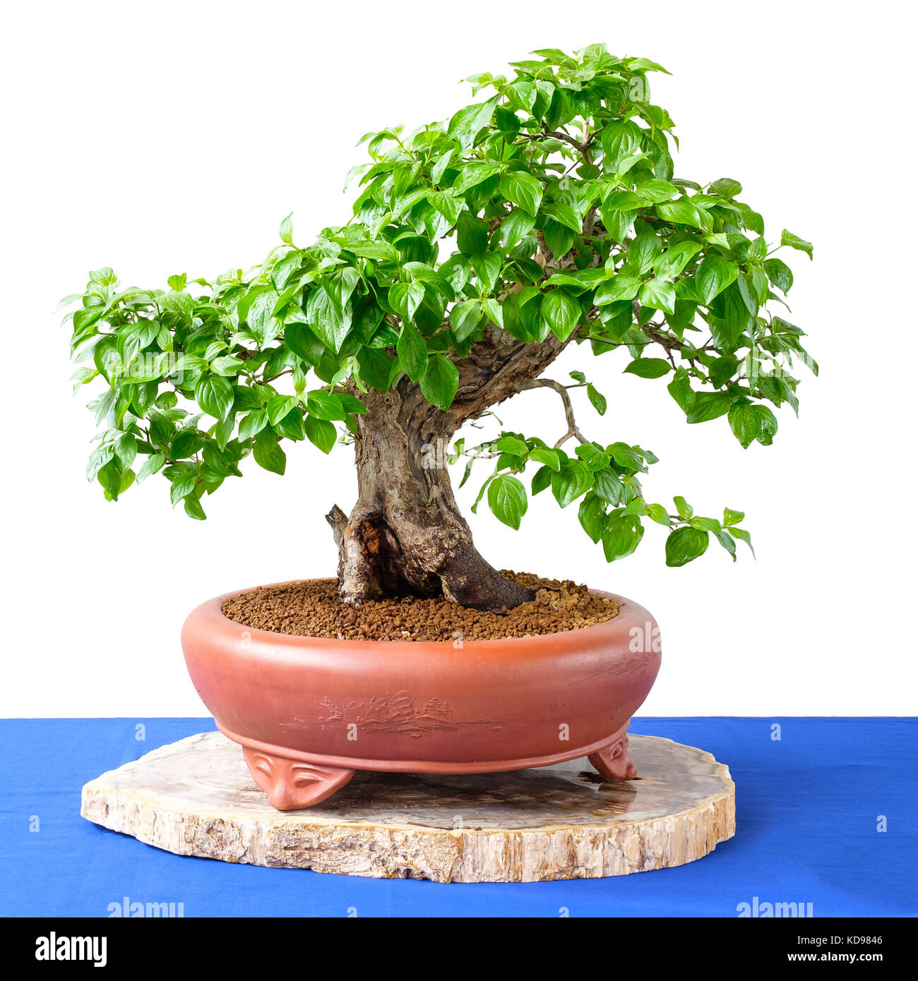 dünger bonsai Bonsaidünger - Mineralischer NPK Flüssigdünger mit Stickstoff main image 1