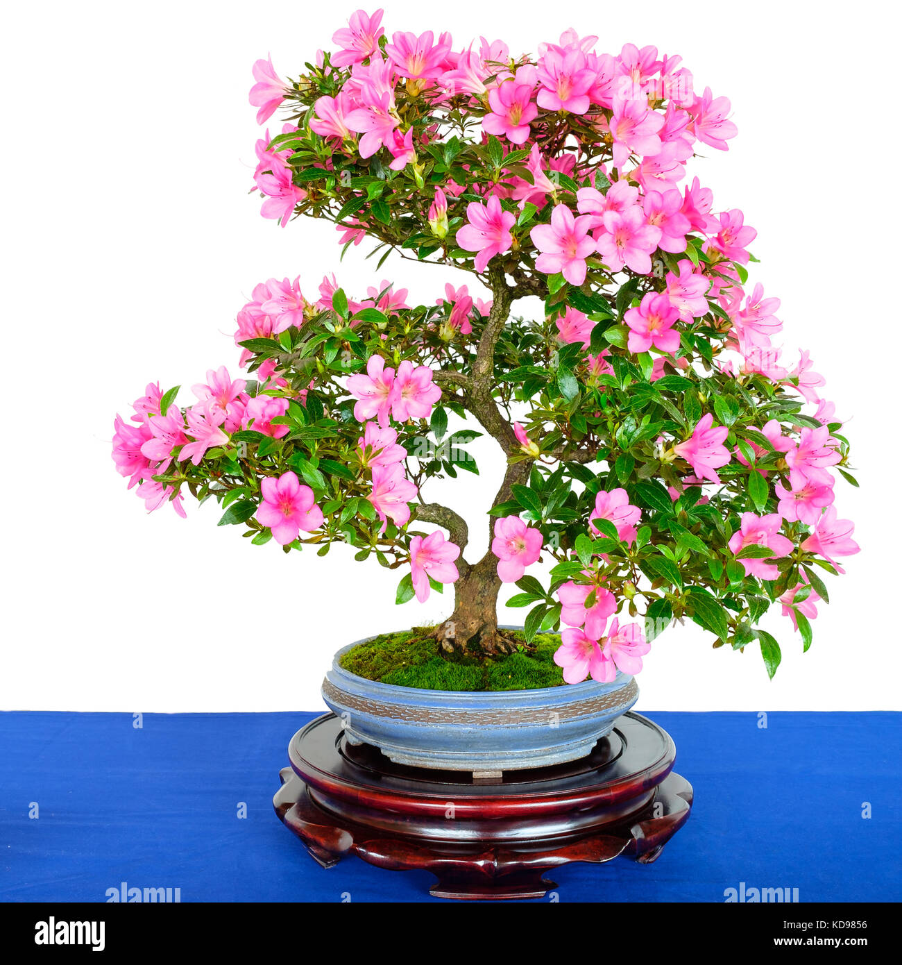 Rhododendron indicum bonsai tree with pink flowers white isolated Stock Photo