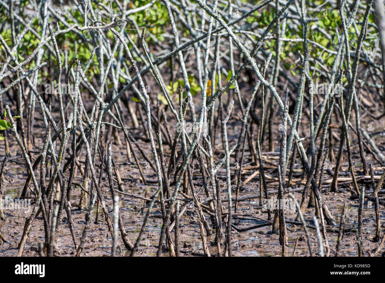 'Mangue (Ecossistema) fotografado em Vitória, Espírito Santo -  Sudeste do Brasil. Bioma Mata Atlântica. Registro feito em 2013.      ENGLISH: Mangrov Stock Photo