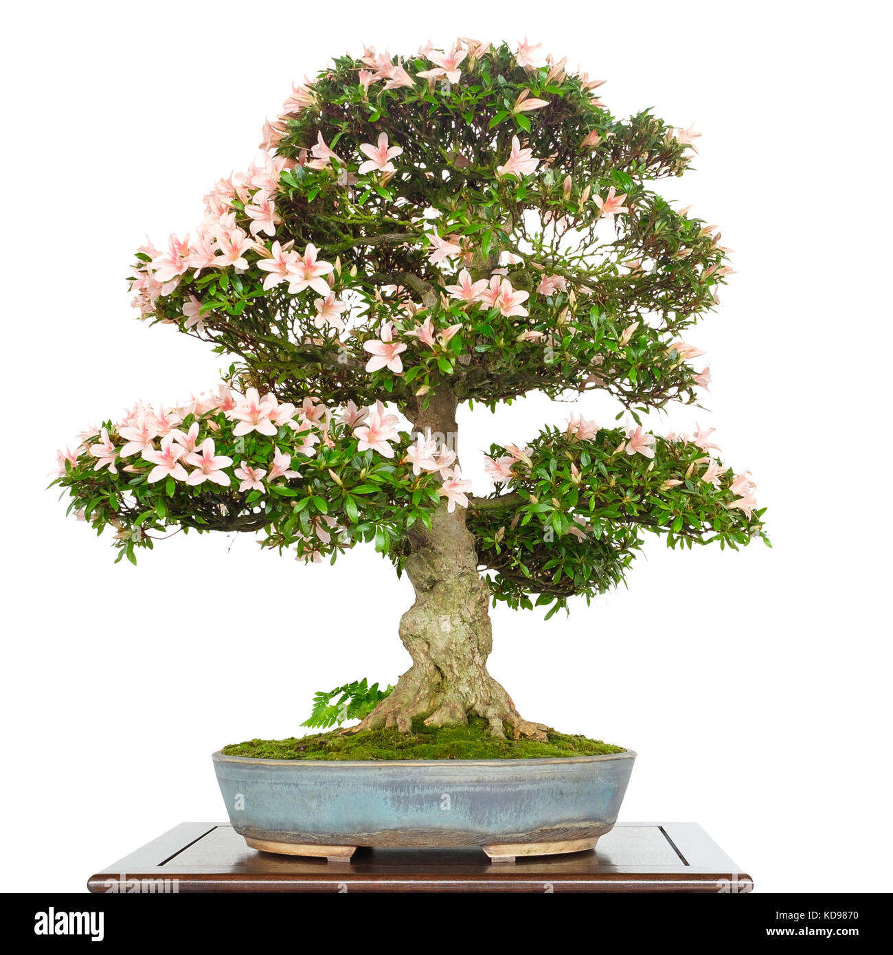 Azalea Rhododendron as bonsai tree with pink flowers and old bark Stock Photo