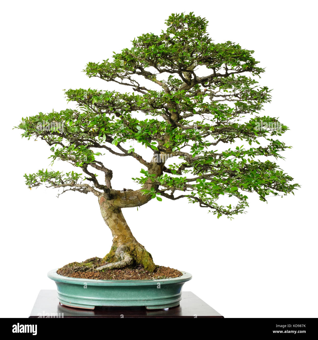 Old foliage tree elm (Ulmus parvifolia) as bonsai white isolated Stock Photo