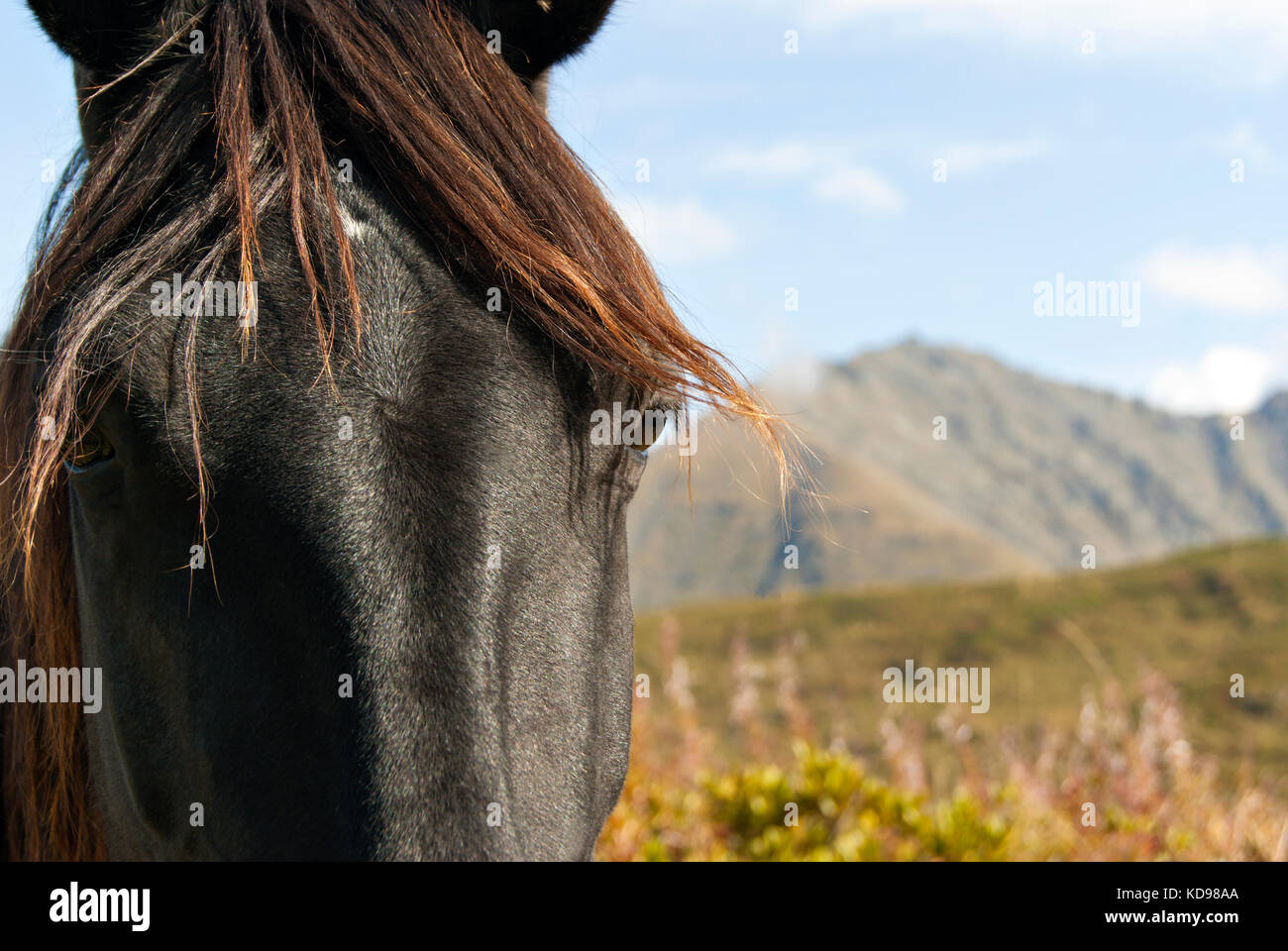 Fragment of the muzzle of a fading black horse closeup. In the
