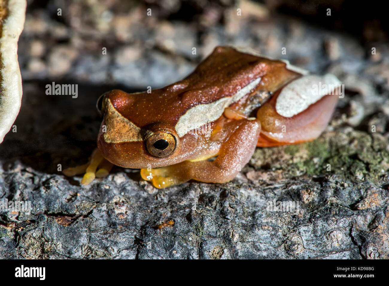 Rã-arborícola-de-white – Wikipédia, a enciclopédia livre, image size:1300x956