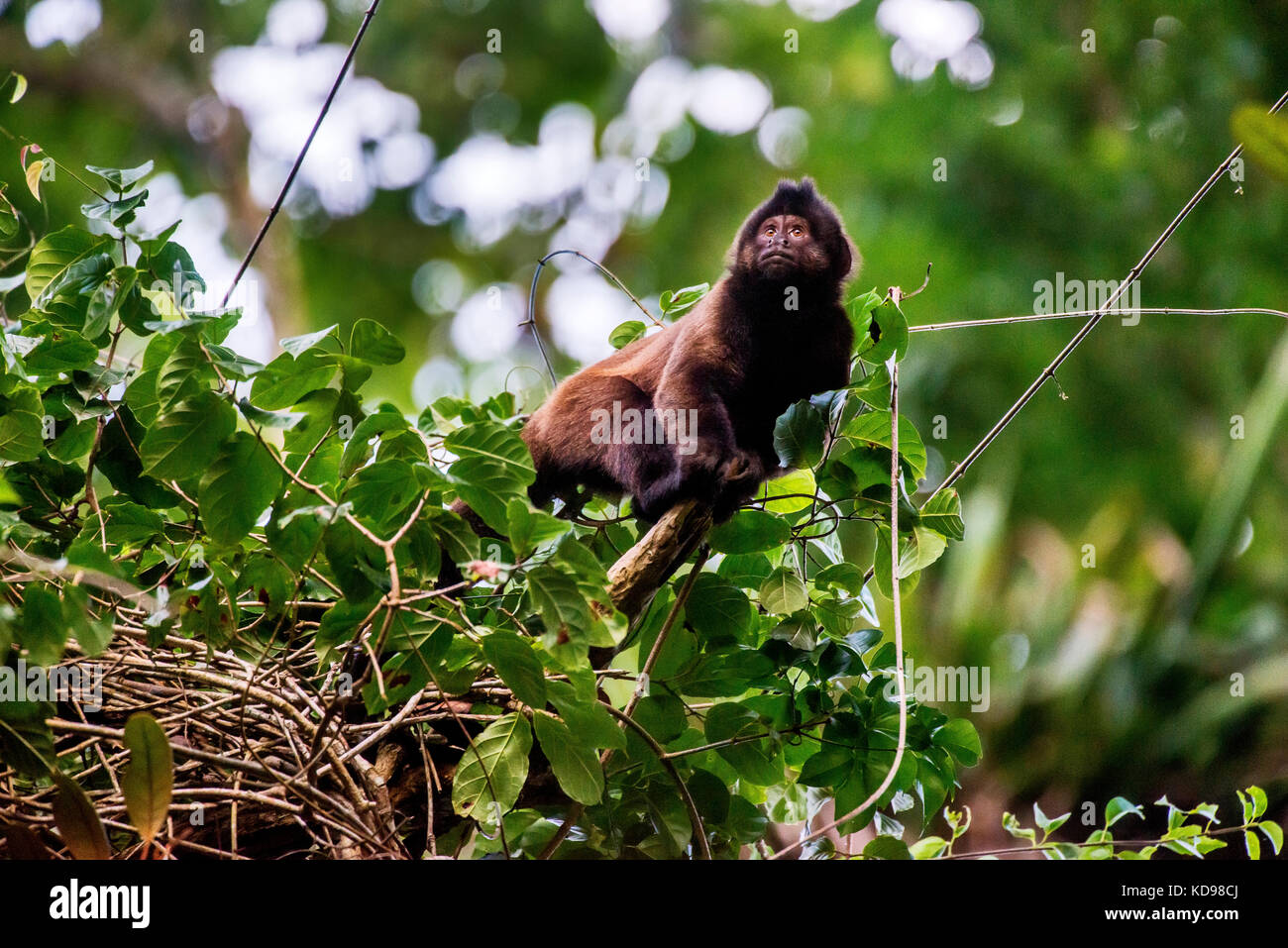 Macaco-prego (Cebus libidinosus)