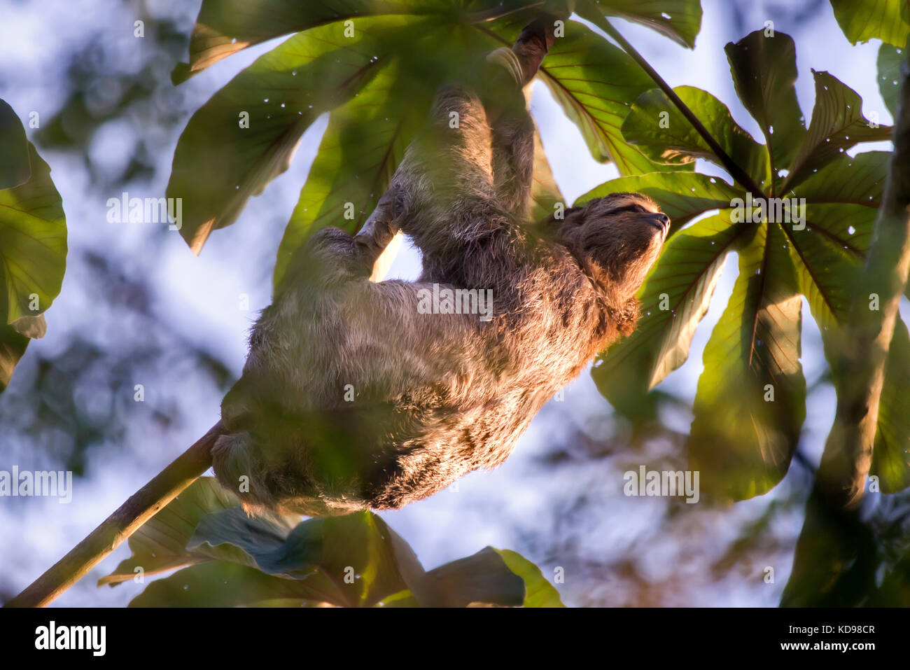 'Preguiça-comum (Bradypus variegatus) fotografado em Linhares, Espírito Santo -  Sudeste do Brasil. Bioma Mata Atlântica. Registro feito em 2013.      Stock Photo
