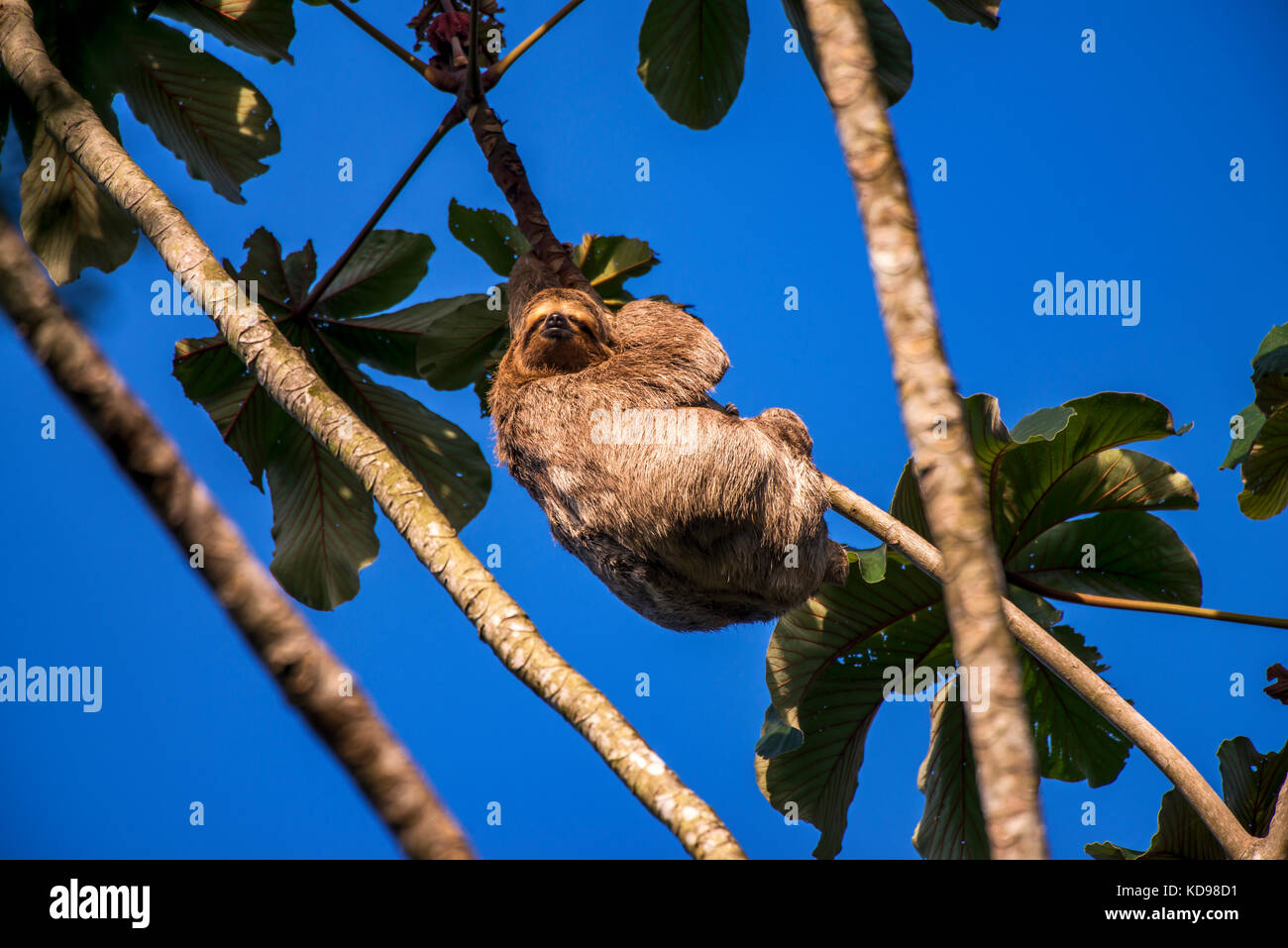 'Preguiça-comum (Bradypus variegatus) fotografado em Linhares, Espírito Santo -  Sudeste do Brasil. Bioma Mata Atlântica. Registro feito em 2013.      Stock Photo