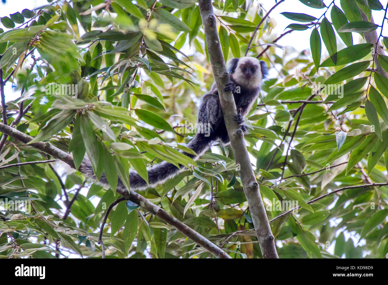 Macaco De Sagui Ou De Sagui Imagem de Stock - Imagem de brasil,  naturalizado: 146655377