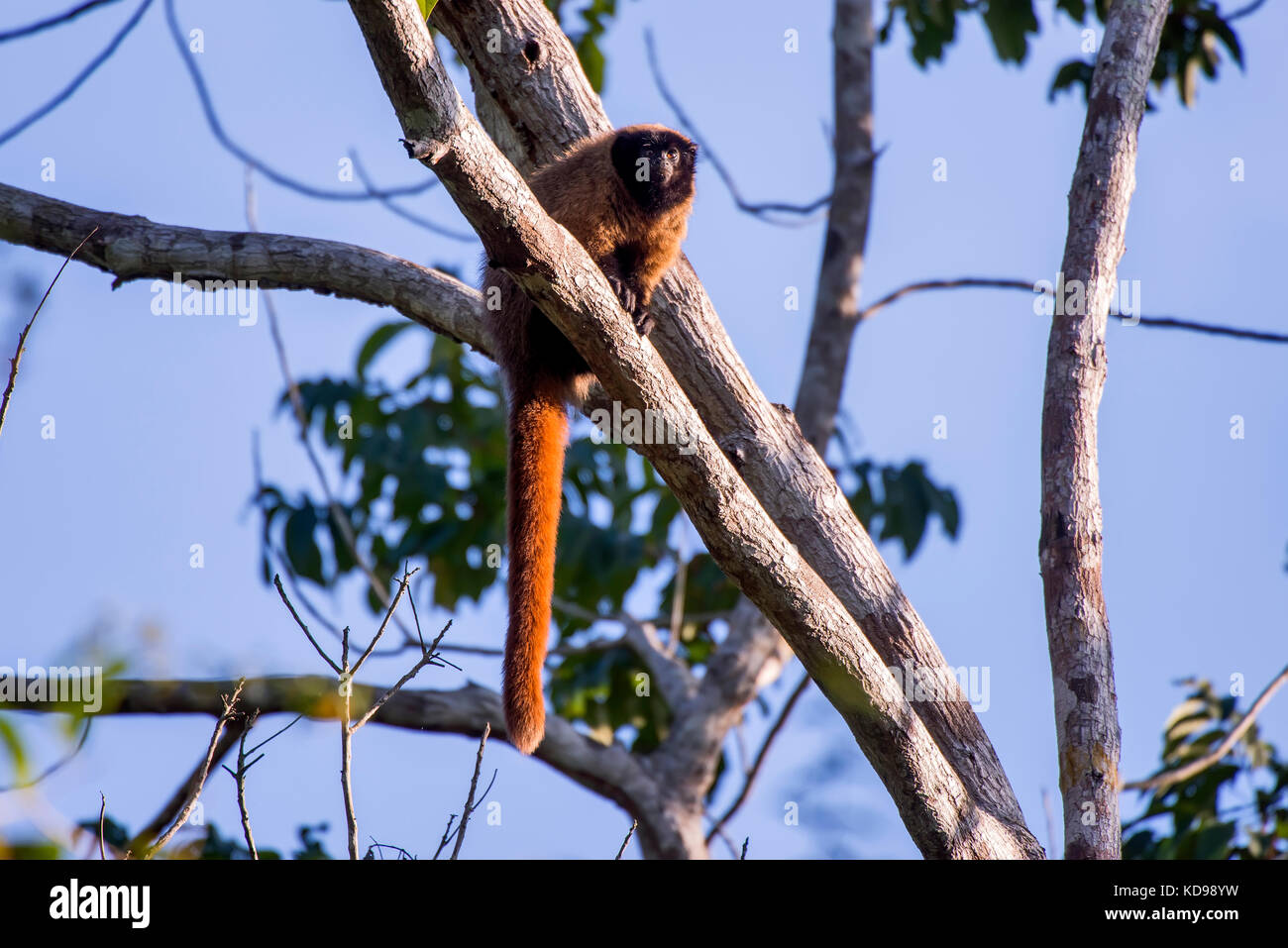 Guigo (Callicebus personatus) fotografado na Reserva Biológica de Sooretama em Linhares, Espírito Santo, Brasil. Registro feito em 2013     ENGLISH: M Stock Photo