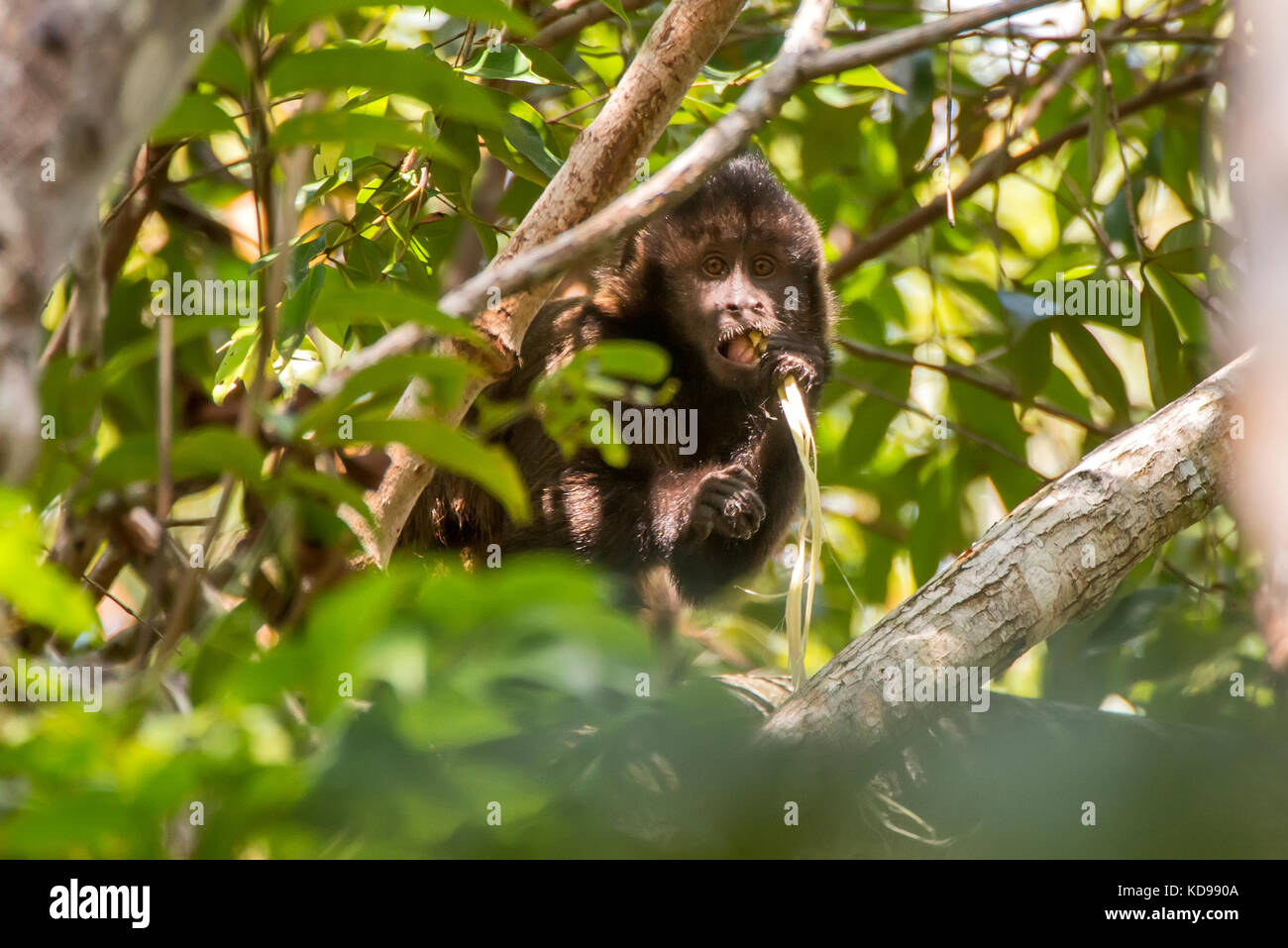 Macaco prego de crista hi-res stock photography and images - Alamy