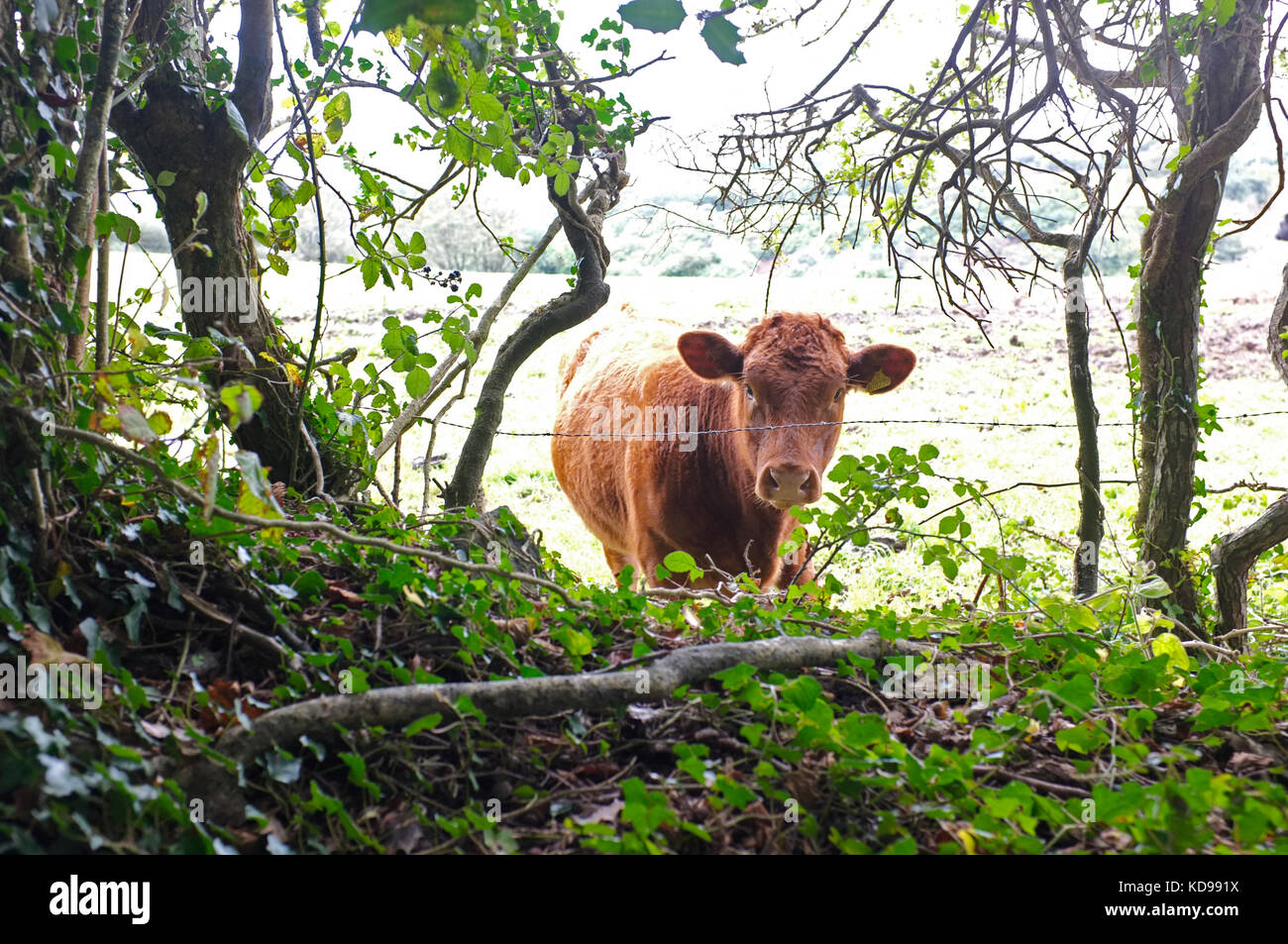 South Devon cow in a field in Cornwall Stock Photo