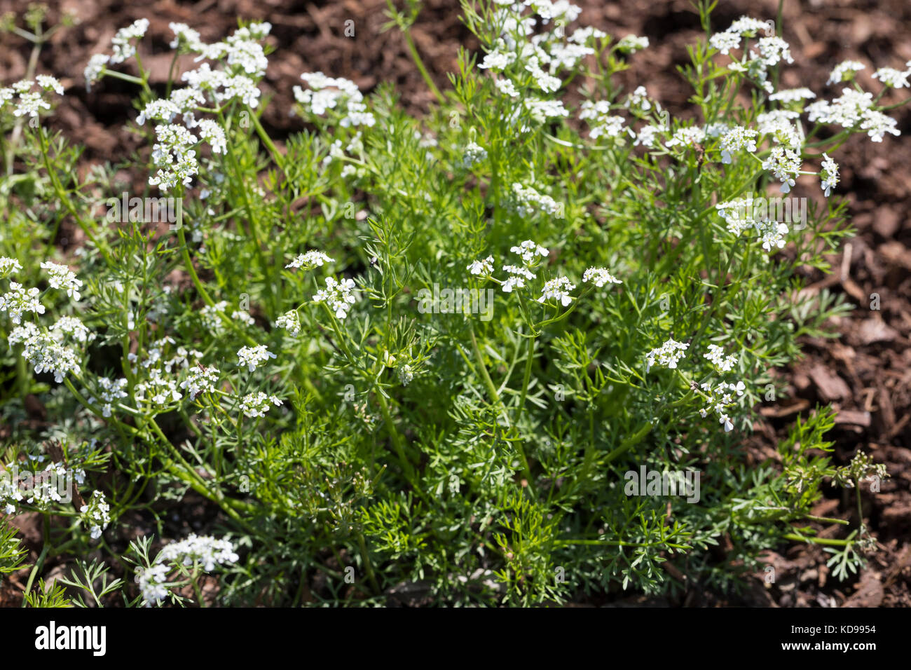 Echter Kerbel, Garten-Kerbel, Kerbel, Gartenkerbel, Kirbele, Anthriscus ...