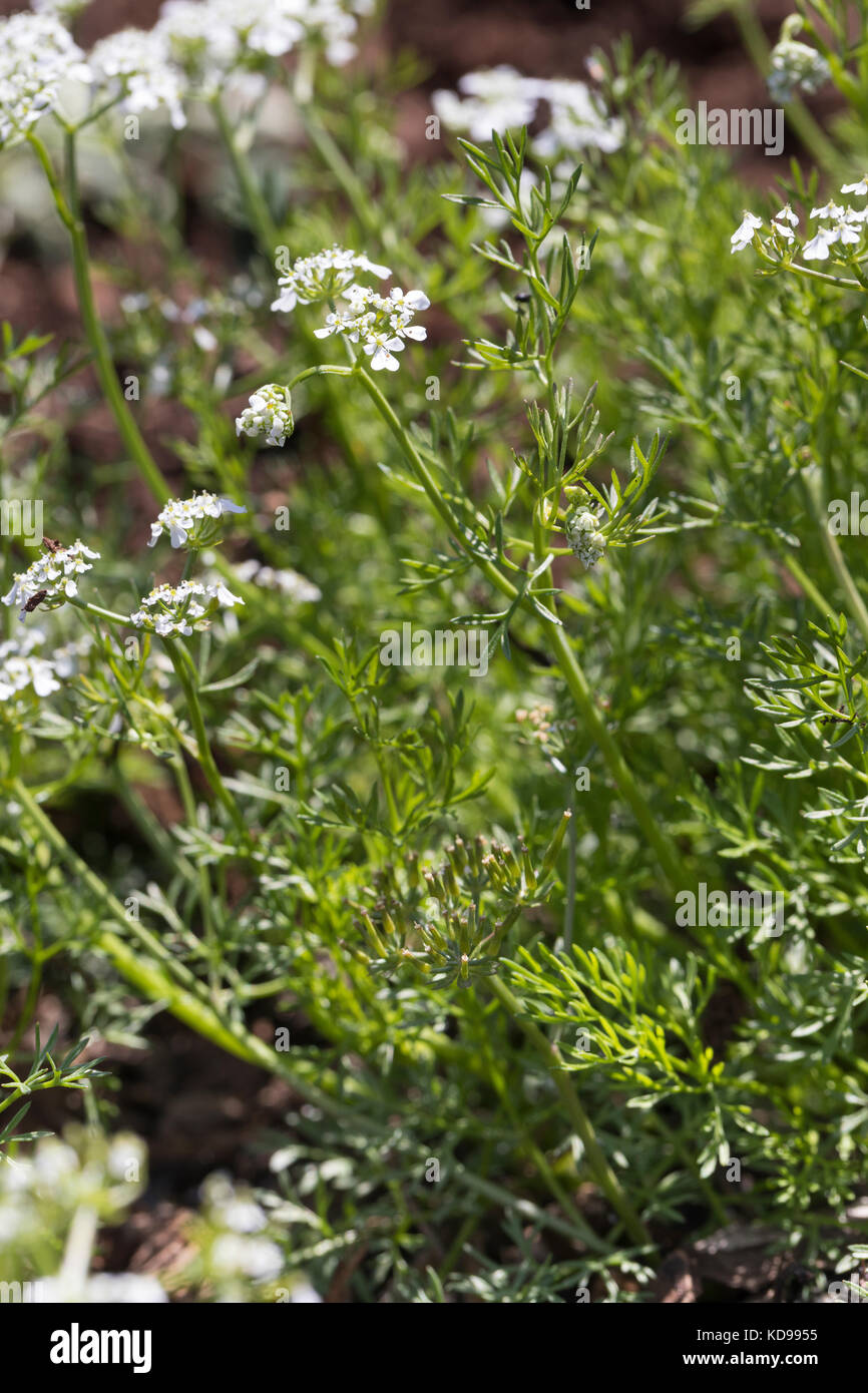 Echter Kerbel, Garten-Kerbel, Kerbel, Gartenkerbel, Kirbele, Anthriscus ...
