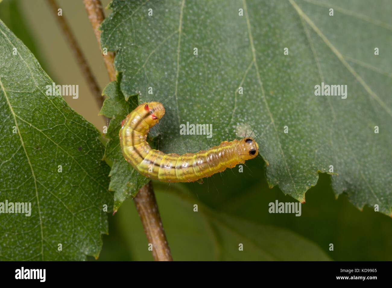 Kamelspinner, Kamel-Zahnspinner, Kamelzahnspinner, Raupe frisst an Birke, Ptilodon capucina, Lophopteryx capucina, coxcomb prominent, caterpillar, La  Stock Photo