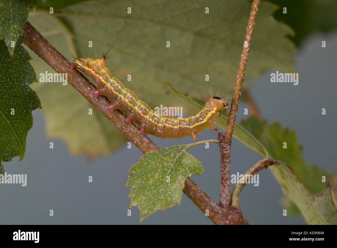 Kamelspinner, Kamel-Zahnspinner, Kamelzahnspinner, Raupe frisst an Birke, Ptilodon capucina, Lophopteryx capucina, coxcomb prominent, caterpillar, La  Stock Photo