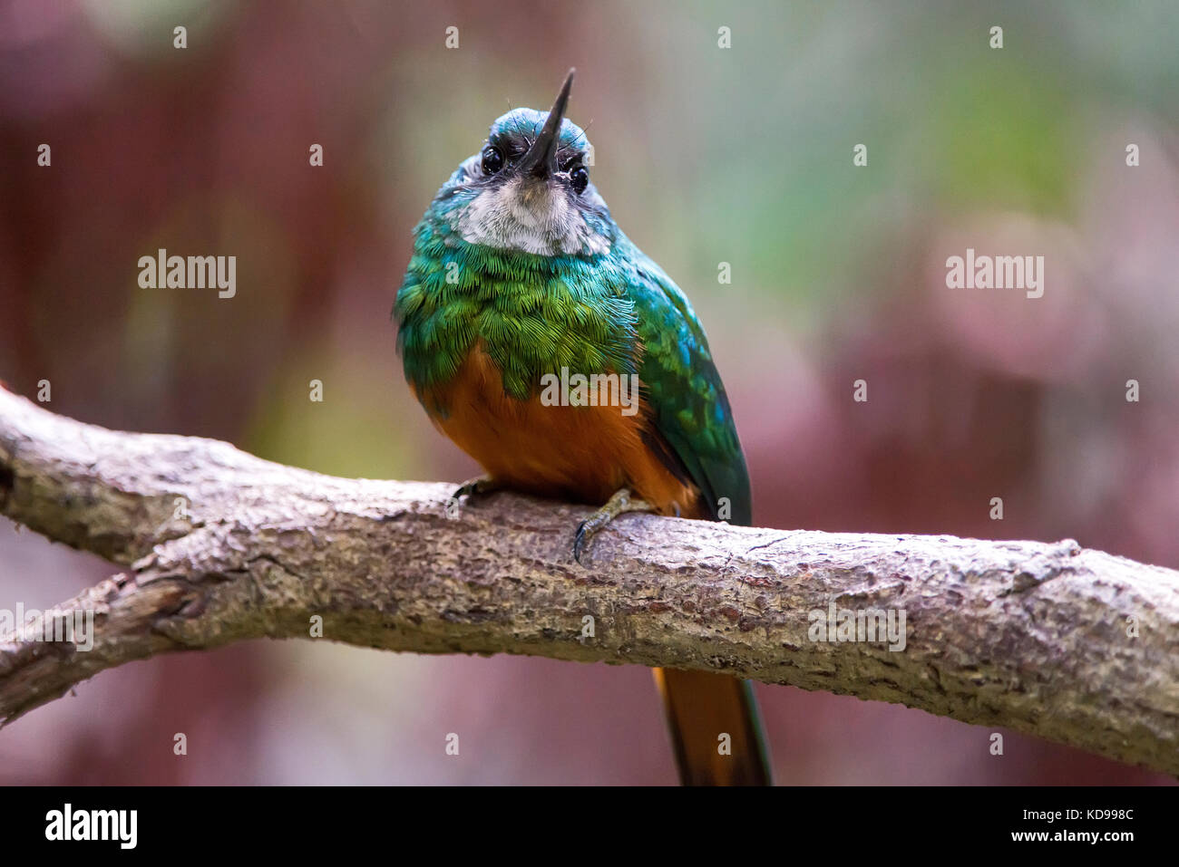 grande-colibr-hi-res-stock-photography-and-images-alamy