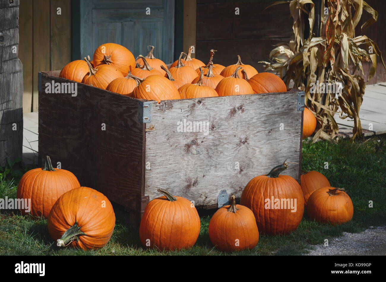Harvest of large orange pumpkins in wooden crates and bins. Fall Stock