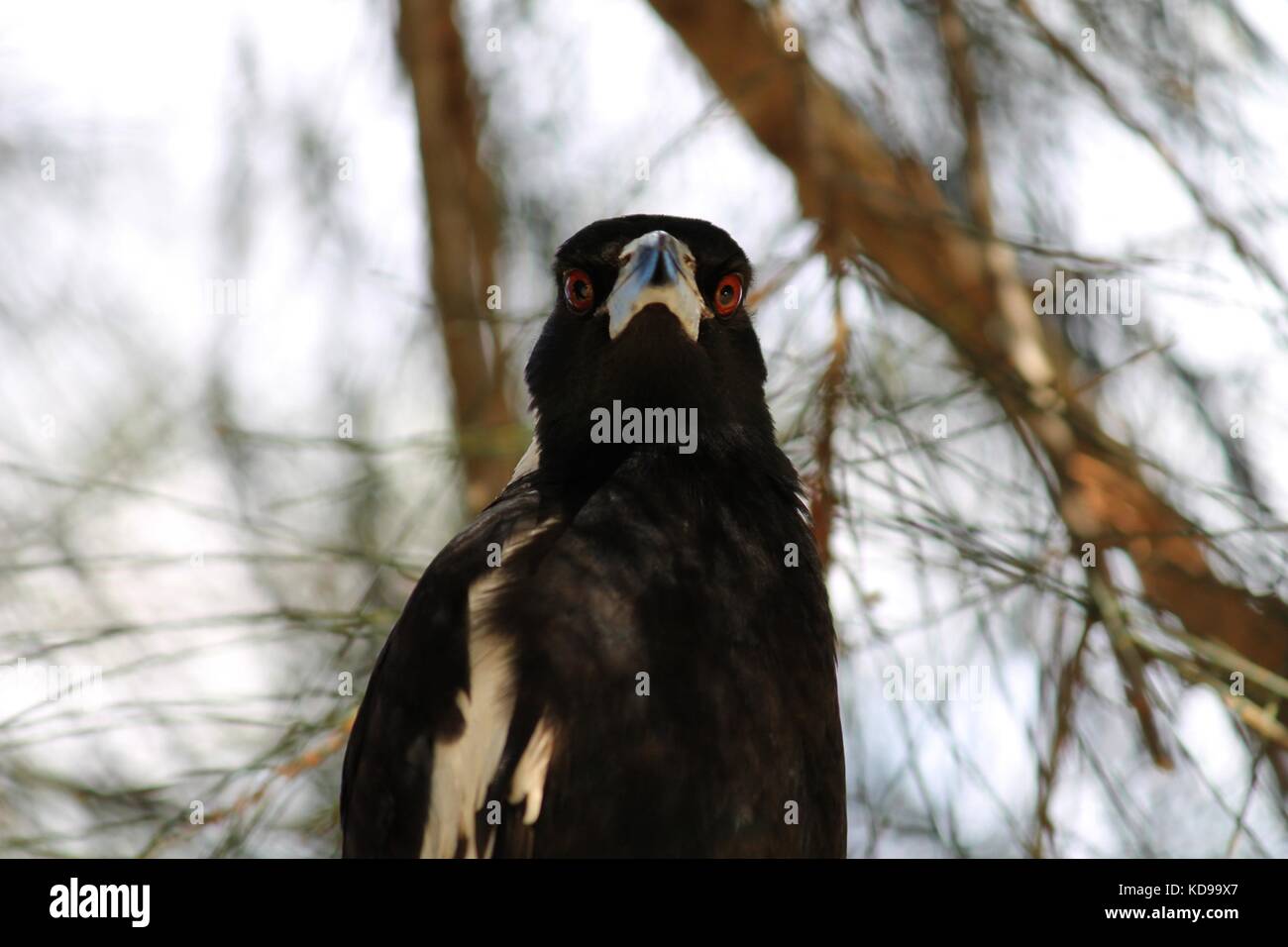 Australian magpie, black bird Stock Photo