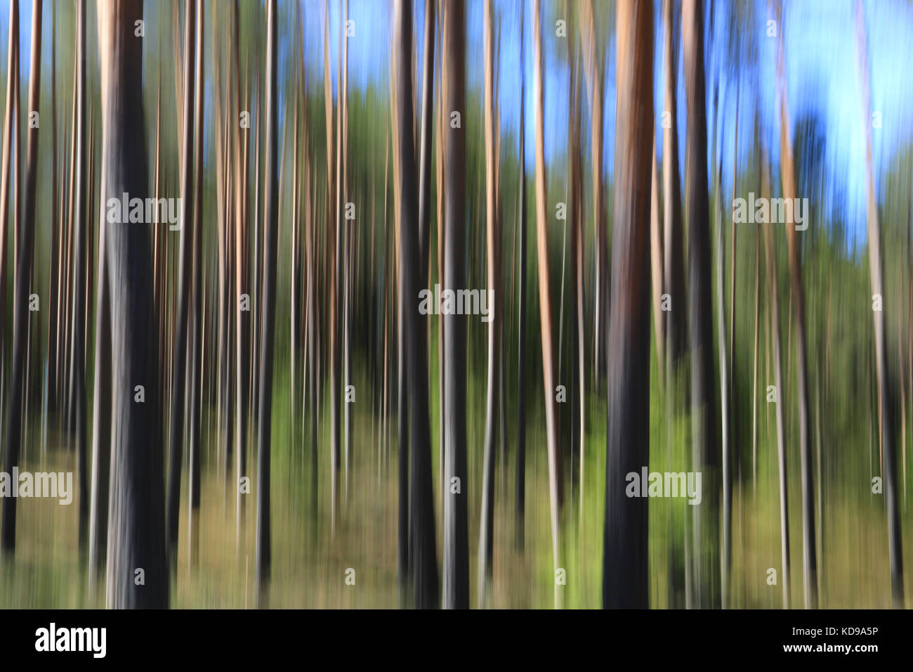 Artistic landscape with pine forest, tree trunks and blue sky, effect achieved with in-camera motion blur. Stock Photo