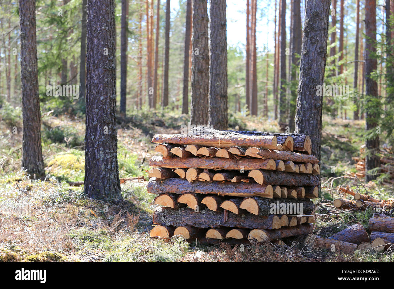 Pile of neatly stacked pine firewood in forest. Shallow dof, bokeh effect in woodland. Stock Photo