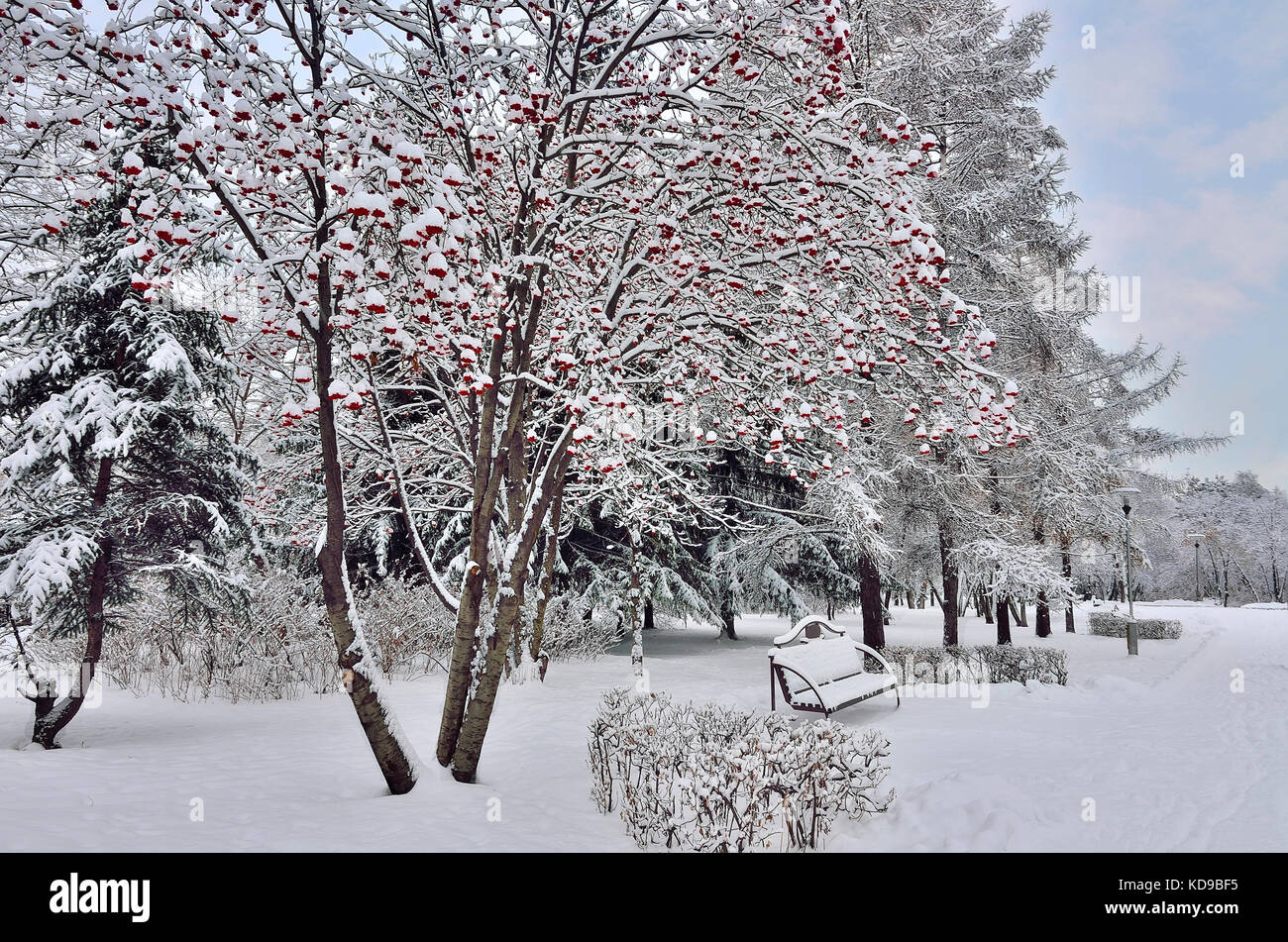 Winter landscape in city park after snowfall with snow covered bench ...