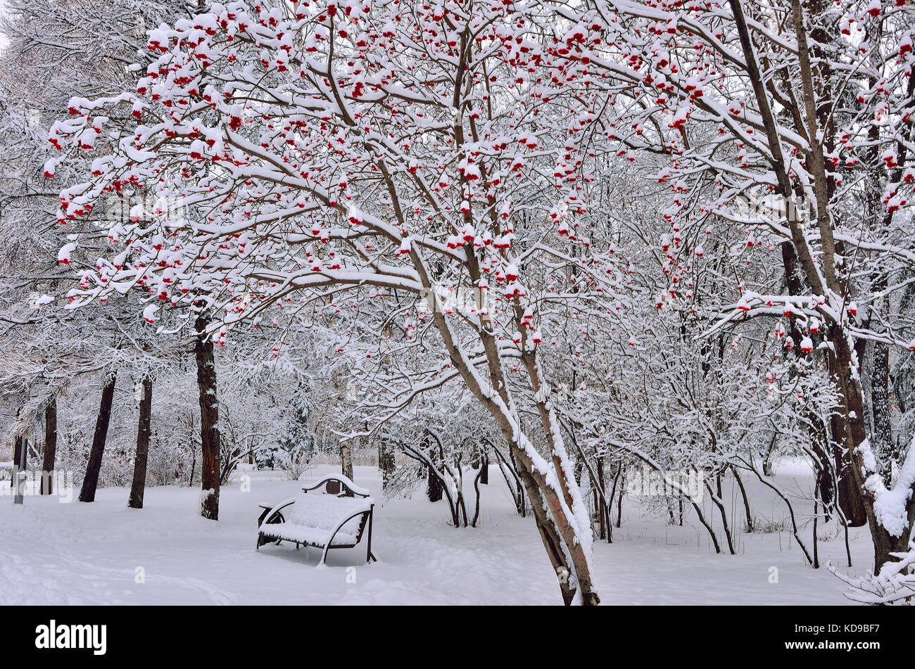 Winter landscape in city park after snowfall with snow covered bench ...