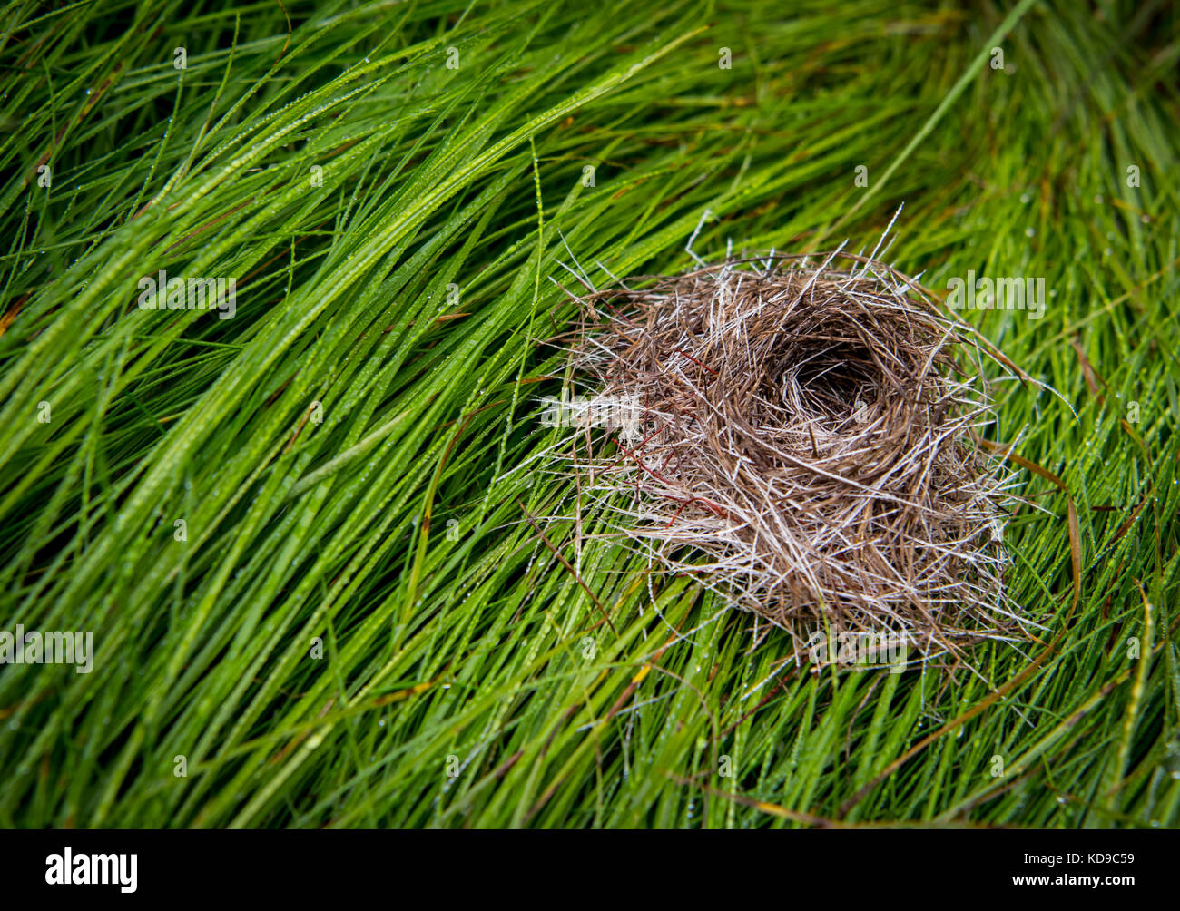 Small Birds Nest on Wet Grass with copy space to left Stock Photo