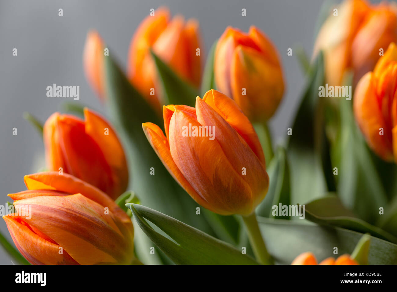 Beautiful orange and yellow tulips on gray wall. Flower background. Warm colors. copy space
