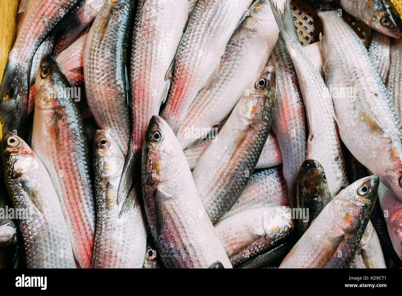 Fresh Mugil On Display On Ice On Fishermen Market Store Shop. Mugil Is A Genus Of Mullet In The Family Mugilidae. Seafood Fish Background. Stock Photo