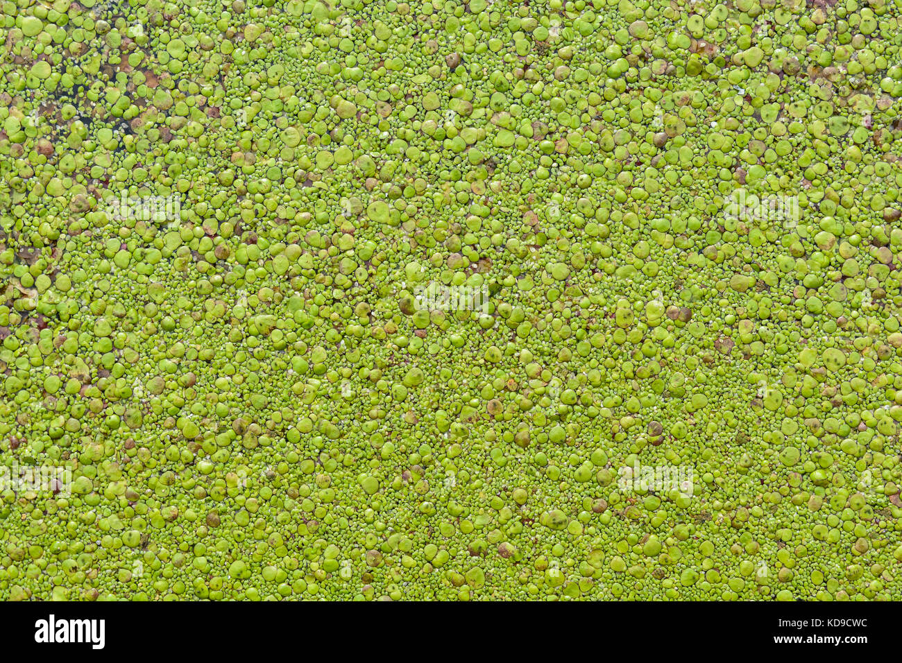 View from above of duckweed covering the surface of a pond. Stock Photo