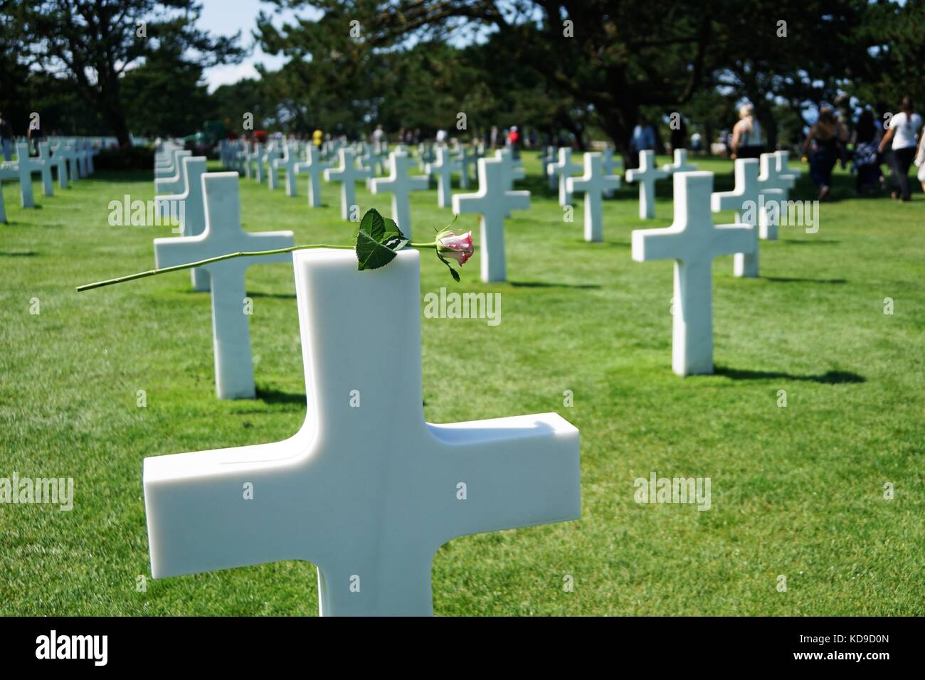 World War 2 memorial white crosses decorated with pink rose on grass with trees in background Stock Photo