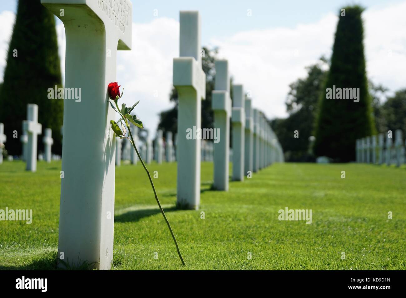 world war 2 memorial white crosses decorated with red rose on grass and trees in background Stock Photo