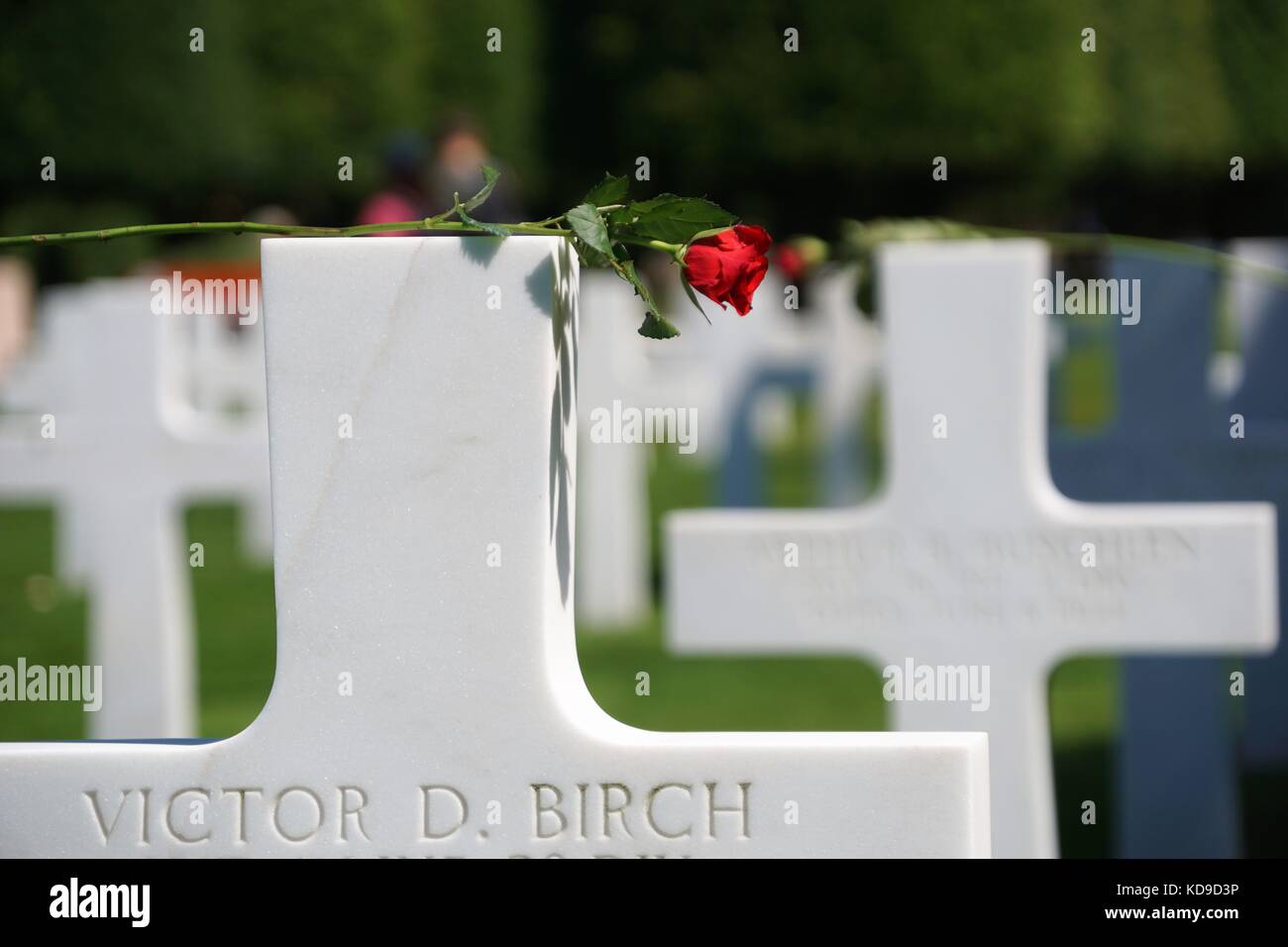 world war 2 memorial white crosses decorated with red rose on grass and trees in background Stock Photo