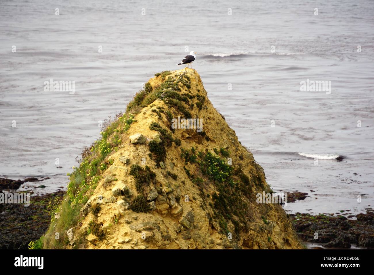 Normandy coastline/cliffs - with a bird / seagull on a large rock Stock Photo